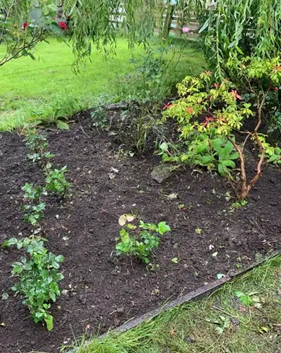 After: the border cleared to soil around an established shrub