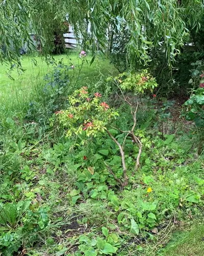Before: an overgrown garden border