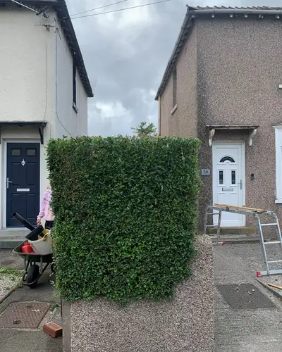 After: the same hedge reduced and trimmed square