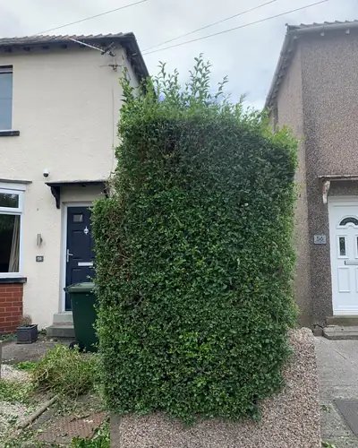 Before: a tall, overgrown hedge in a front garden