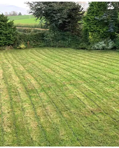 After: the same lawn cut short in stripes