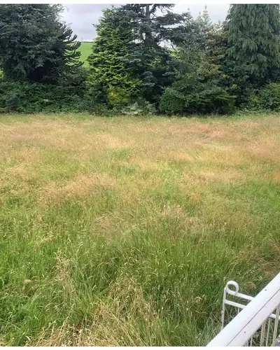 Before: a lawn with long, overgrown grass