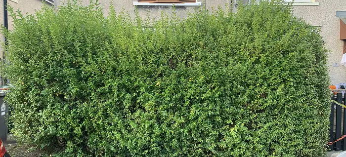 A large hedge trimmed flat along the top and sides