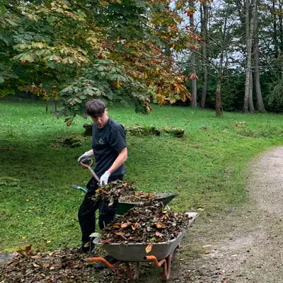 A gardener loading fallen leaves into a wheelbarrow on a lawn