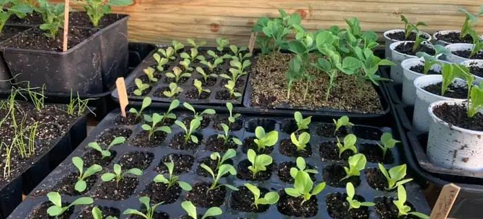 Trays of young vegetable seedlings with pots of larger plants behind