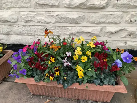 A trough planted with pansies, violas and other seasonal bedding