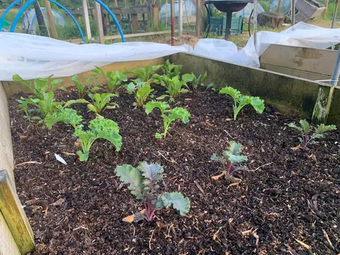 Young vegetable plants growing in a mulched raised bed